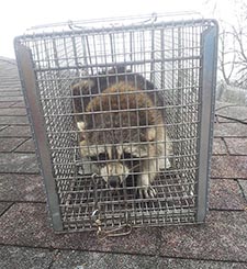 raccoon trapping Green Bay