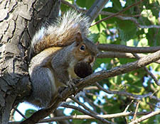 squirrels in attic Green Bay